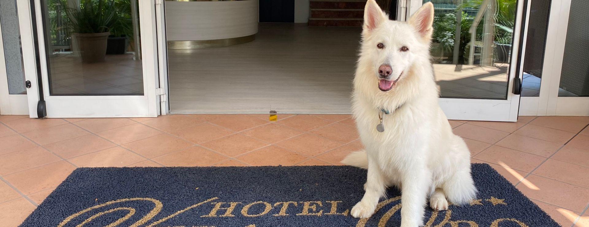 veladorohotel en hotel-for-cats-and-dogs-in-rimini-pet-friendly 003